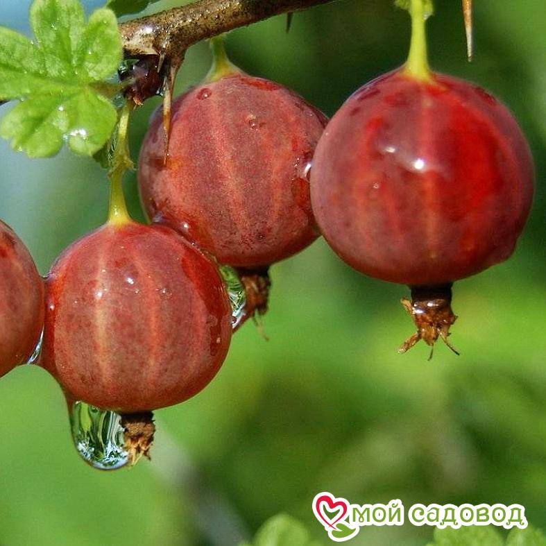 Крыжовник Колобок