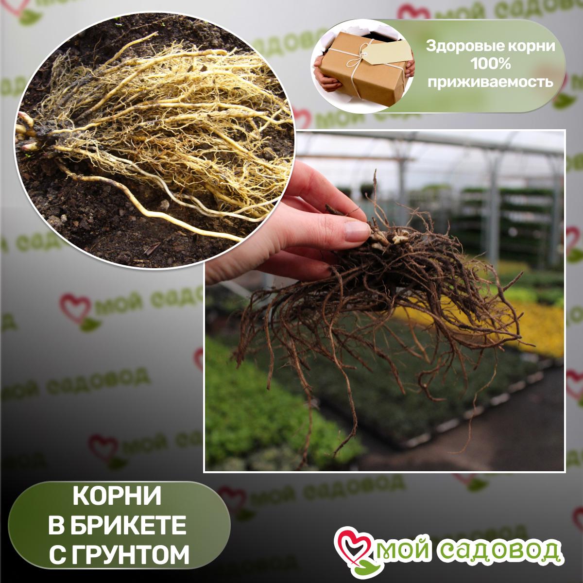 Флокс метельчатый Пикассо